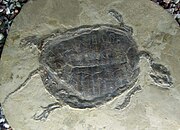 Ordosemys (a prehistoric species of turtle)