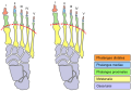 Morton's foot comparison