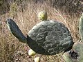 Opuntia robusta stem segment and immature fruit.