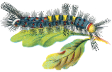 Illustrated caterpillar