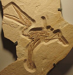 Pterodactylus kochii