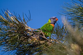 Gebirgs-Allfarblori (Trichoglossus haematodus moluccanus)