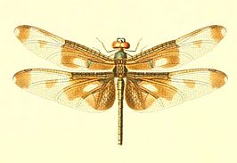 Rhyothemis regia