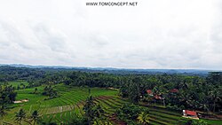 Salah satu sawah di Kecamatan Sukadana