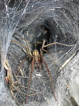 Tegenaria duellica, Agelenidae