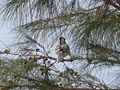 Rotschnabeltoko Red-billed Hornbill