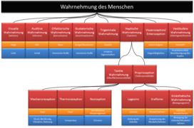 Wahrnehmung des Menschen