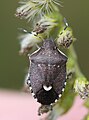 Offener Lorch (Holcostethus sphacelatus)