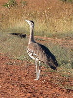 Australian Bustard