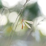 Bittacus italicus