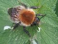 Mezei poszméh (Bombus pascuorum)