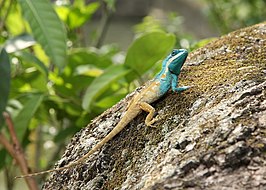 een Calotes mystaceus in Nationaal Park Keibul Lamjao