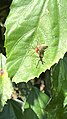 A jumping spider hunting an assassin bug at the front of one of the cabins