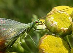 Chrysopa phyllochroma