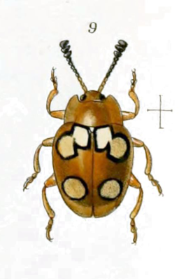 Epopterus eganus