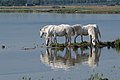 Pferde der Camargue an der Isonzomündung