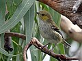 Tasmanienpanthervogel