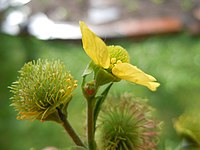 Bloem met teruggeslagen kelkbladen