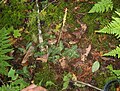 Goodyera repens, Herrick township