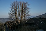 Sommerlinde (Tilia platyphyllos)