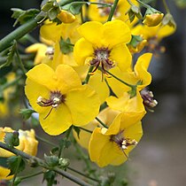 Verbascum arcturus.