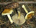 !!Inocybe mixtilis!!