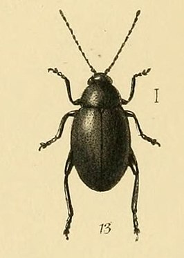 Longitarsus nigerrimus