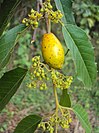 Leaves, flowers and fruit of the umbrella tree