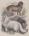 Hand-colored engraving of Manx and Turkish Angora cats (heavily stylized), from Our Living World: An Artistic Edition of the Rev. J.G. Wood's Natural History of Animate Creation – Mammalia Vol. 1, Rev. John George Wood, p. 163, published 1885 by Selmer Hess. This is one of the earliest published illustrations of either breed. I bought this on eBay at considerable expense for the express purpose of scanning this historical image for commons.