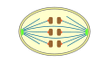 geschlossene Orthomitose