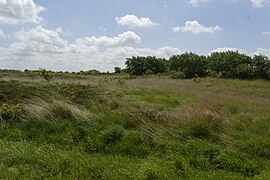 Dünenheide vor Gehölzgruppe