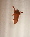 017 Dalceridae ??