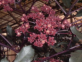 Leeaceae