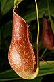 Eine bekannte Hybride ist Nepenthes ×coccinea