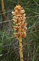 Große Sommerwurz (Orobanche elatior)