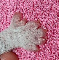 Preaxial polydactyly: Maine Coon cat, Hemingway mutant, right forefoot