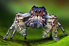 An adult male Phidippus putnami