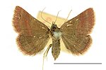 Phytometra viridaria – Specimen