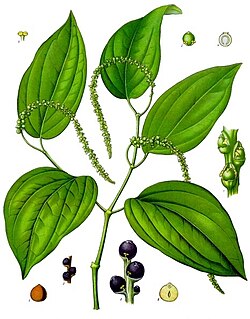 Φυτό μαύρου πιπεριού με ανώριμους πιπερόκοκκους, εικονογράφηση από τον Köhler.