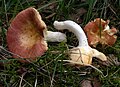 !Russula mesospora!