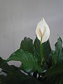 Spathiphyllum cochlearispathum