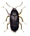 Tachyporinae (Tachinus signatus)