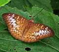 Tanaecia pelea