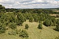 Wacholderheide im Lampertstal