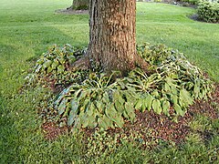 An emergent Brood X swarm and exuviae in Finneytown, Ohio near Cincinnati (May 21, 2004)