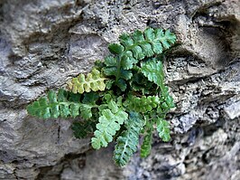 Asplenium jahandiezii