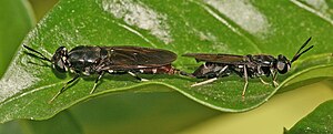 Black soldier flies Hermetia illucens mating