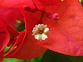 Fiori di Bougainvillea spectabilis