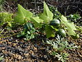 Bryonia verrucosa med de spesielle fruktene