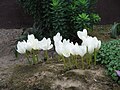 Colchicum speciosum 'Album' clump